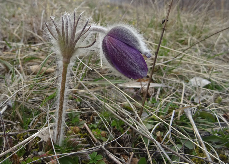 Pulsatilla montana - Ranunculaceae